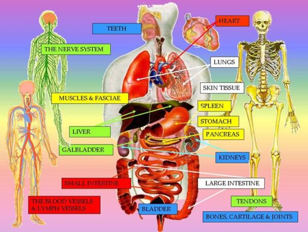 taoist-5-elements-nutrition-organs – Mantak Chia